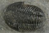 Detailed Proetid (Gerastos) Trilobite Fossil - Morocco #340248-1